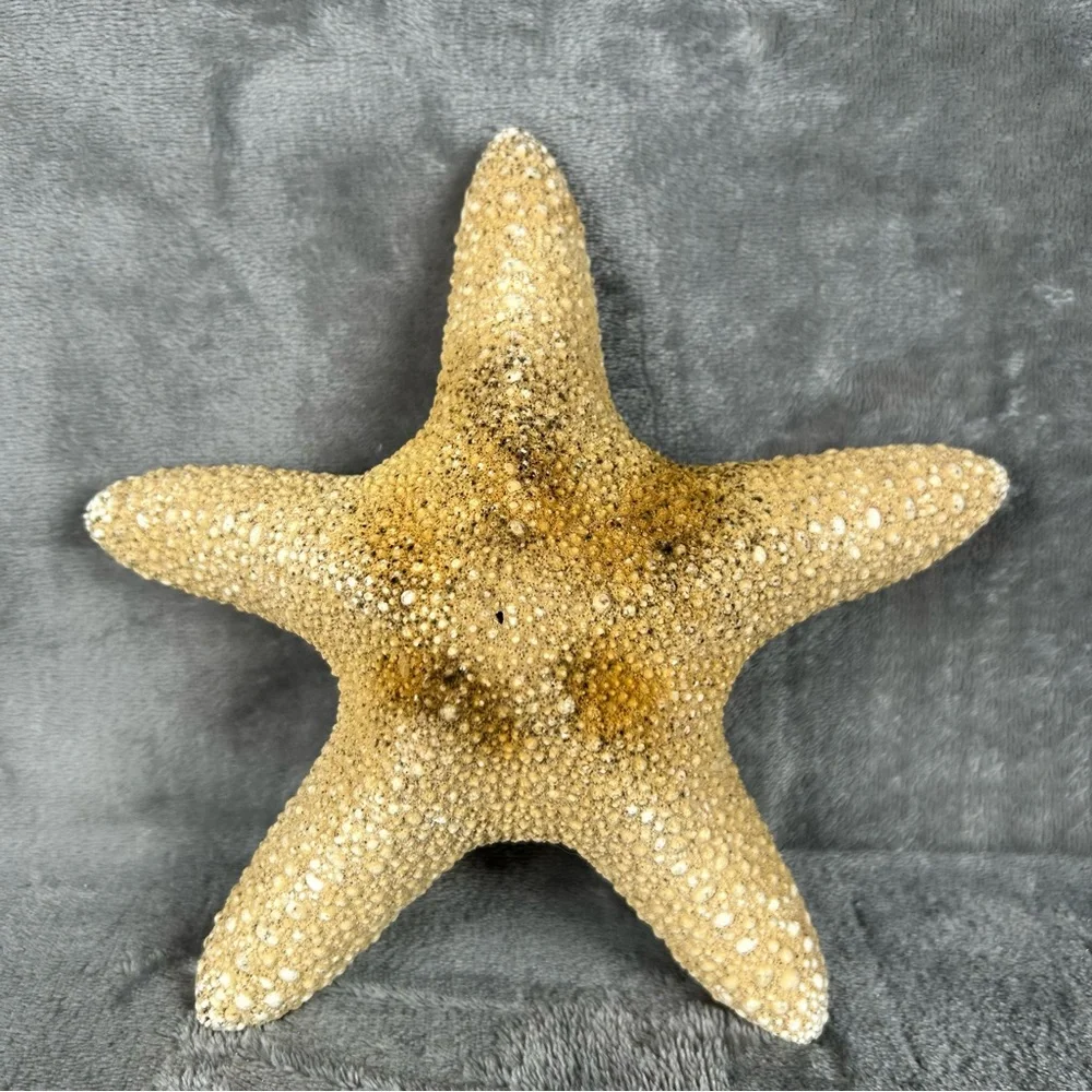 Natural Dried Starfish Decor Coastal Beach Home Accent Large 8” Patrick Nautical